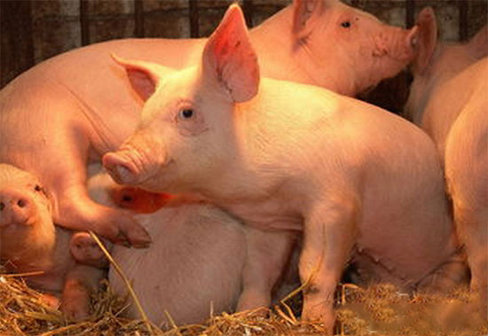 如何喂料仔豬長得快