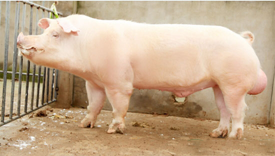 防止公豬自淫措施