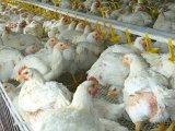 肉雞高效養殖技術要點