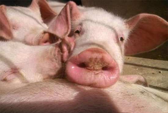 幹式無臭養豬法飼養