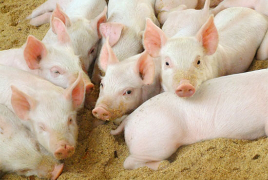 我國畜牧行業處在轉型升級的關鍵階段