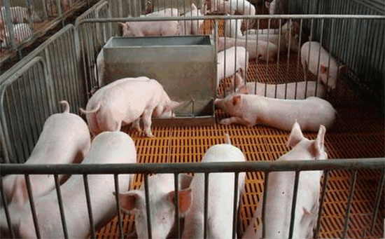 養豬要選好添加劑