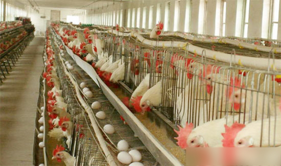 蛋雞生殖性傳支