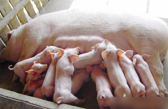 為什麼你的母豬産仔數不如别人多？