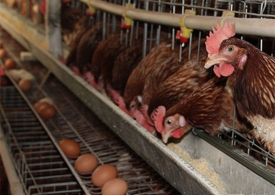 蛋雞該用粉料還是顆粒料飼喂