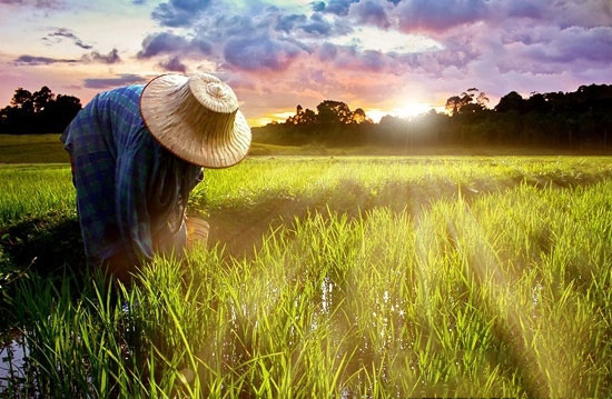 一号文件大預熱“三農”問題再上榜