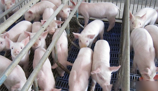 2017-2020年國家扶持養豬政策将重點補貼這幾個方面