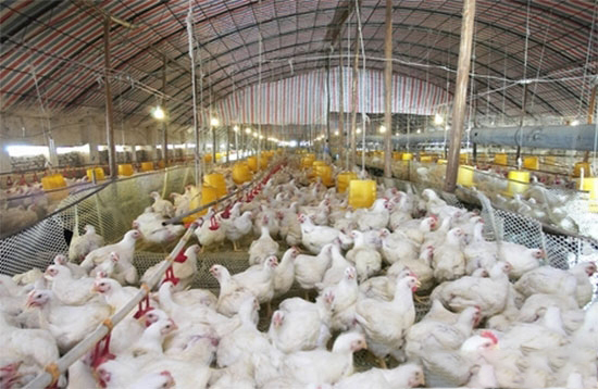 肉雞群的觀察要領