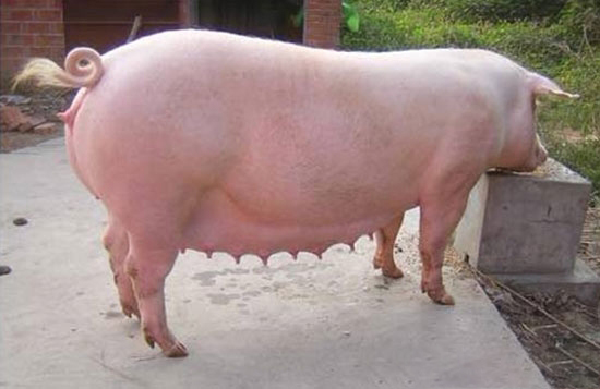 什麼樣的母豬要淘汰？