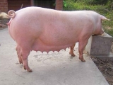 什麼樣的母豬要淘汰？