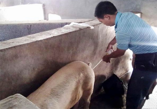 豬深部輸精技術提高受胎率