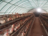 冬季大棚養肉雞全套技術