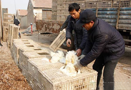 怎樣确定肉雞适宜的出欄體重