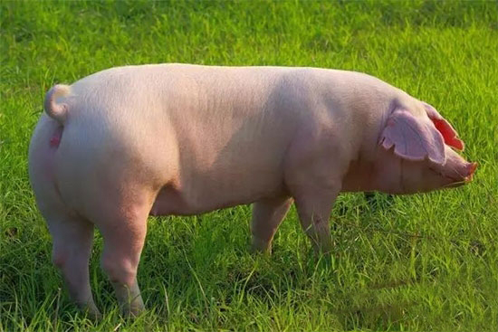 母豬配種後不返情還裝懷孕