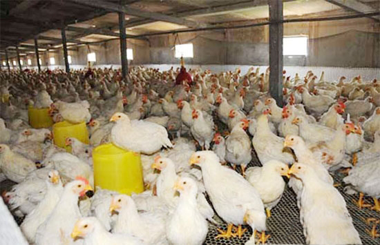 飼養肉雞咋使用油脂飼料