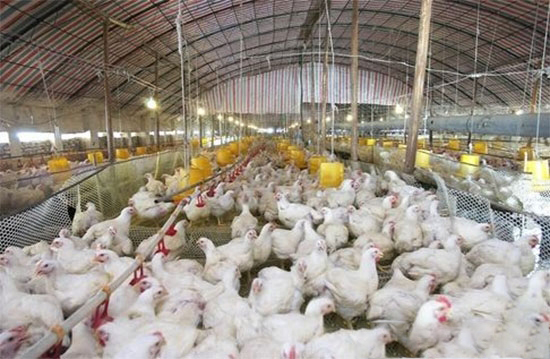 肉雞生長對環境的要求