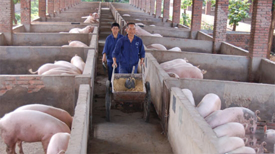 麸皮養豬的缺點你知道嗎?