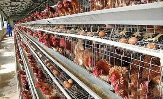 降低籠養雞破蛋率的對策