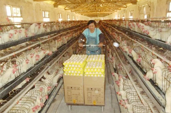 冬季蛋雞産蛋高峰期的飼養管理要點