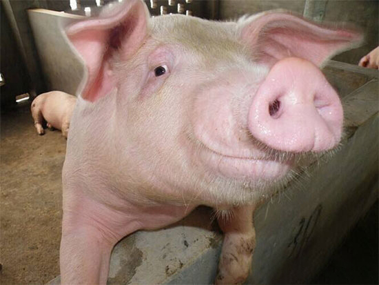 一号文件解讀 和養豬人息息相關的點一定要知道