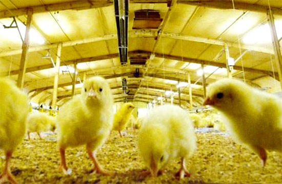 肉雞育雛期飼養管理技巧