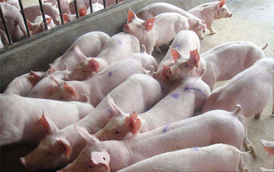 肉豬育肥技術要點
