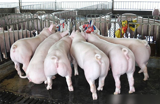 母豬的飼養管理及保健