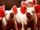 2017年養豬能否賺錢?