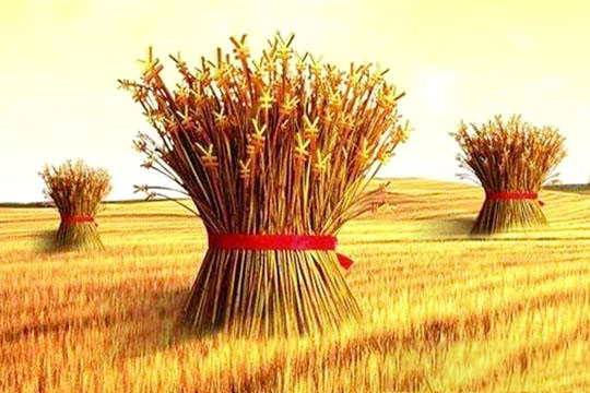 2017年中央一号文件繼續鎖定三農 養豬形勢樂觀