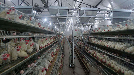 蛋雞飼料切忌過量添加維生素