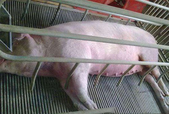 母豬助産最容易被忽視的細節