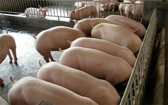 養豬“四加”提高食欲