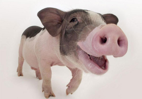 農業部2017年從11個方面推動生豬養殖發展