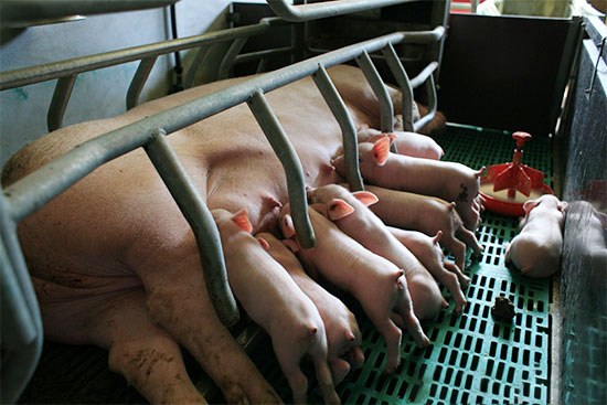 推算母豬預産期的方法