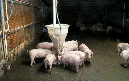 豆腐渣喂豬五種方法不可取
