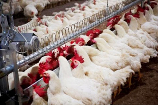 肉雞高效飼養經驗談