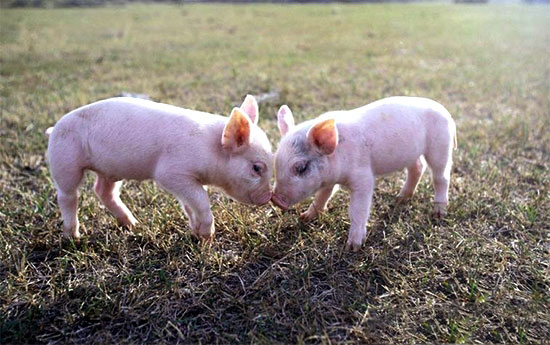 給仔豬補鐵的原因及做法