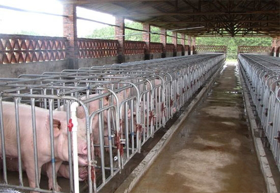 政府加大力度扶持規模養殖企業 養殖戶未來該何去何從？