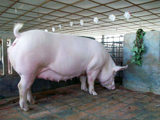 妊娠母豬的飼養要點