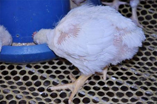 肉雞消化不良的原因和防治