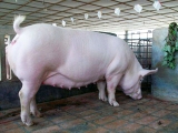 妊娠母豬的飼養要點