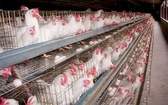 蛋雞技術服務之禽流感