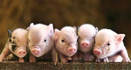 乳豬教槽料補料小技巧