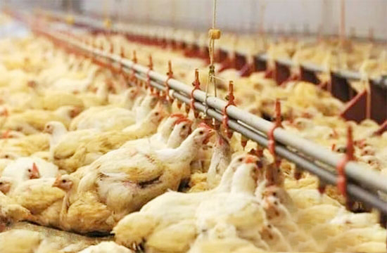 商品蛋雞育成階段的限飼方法