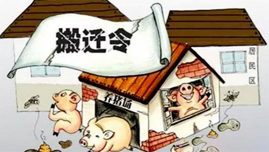 “禁養令”頻頻落地小散們如何應對？