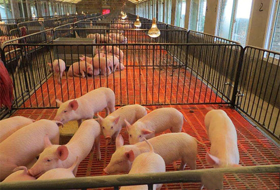 養豬省料的幾種方法