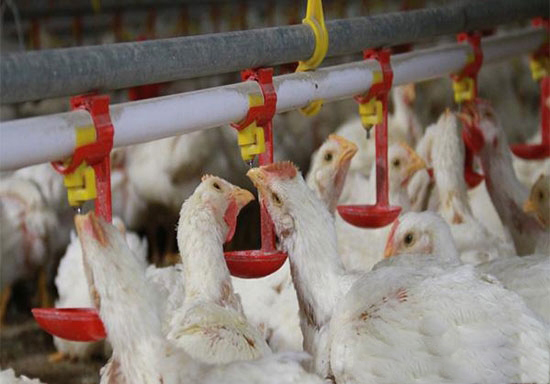 怎樣合理安裝肉雞飲水設備
