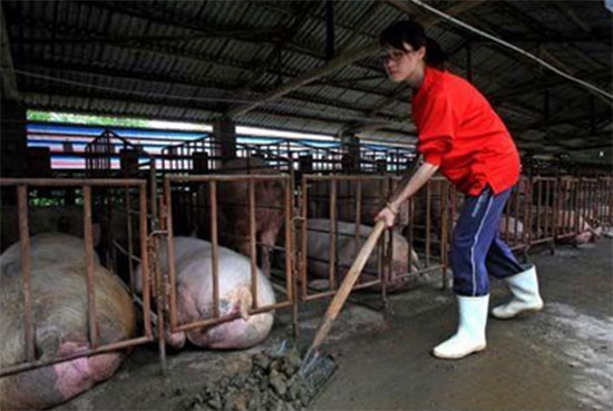 豬群保健四要點