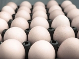 美國産雞蛋過剩 竟施壓要求别國市場開放