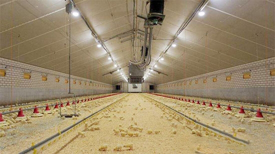 肉用仔雞的光照管理